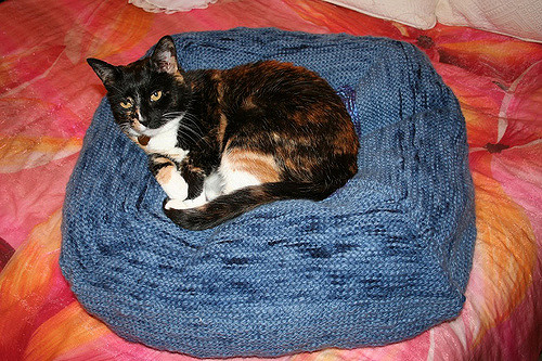 Beanbags for Cat or Dog
