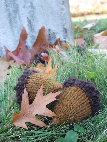 le gland du chêne [acorn] photo 1