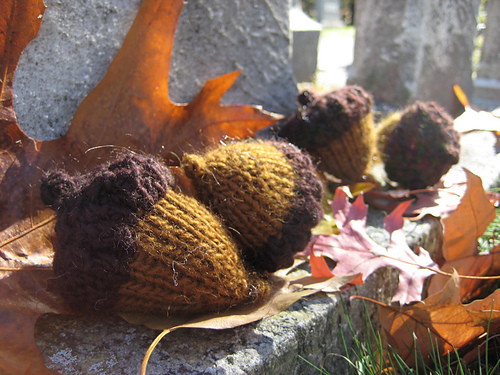 le gland du chêne [acorn] photo 2