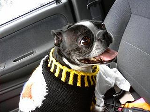 2009 Superbowl Dog Sweater