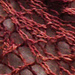 Percy Shawl photo 4