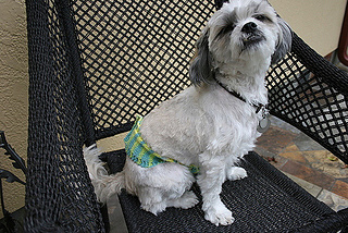 Ravelry: PupPee (Boy Dog Diaper) KNIT pattern by Luciana (Young) DeVito