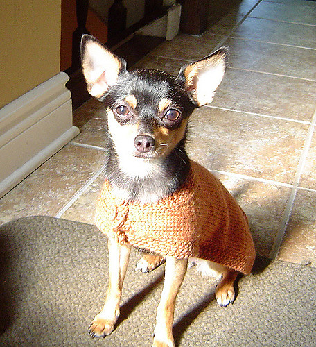 Spot Dog Coat