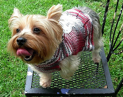 Pup Squad Dog Sweater photo 6