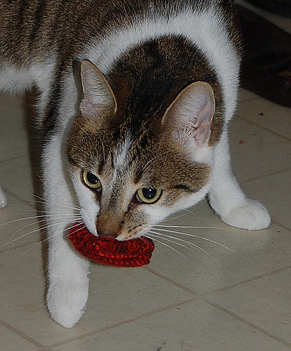 Nip Nuggets