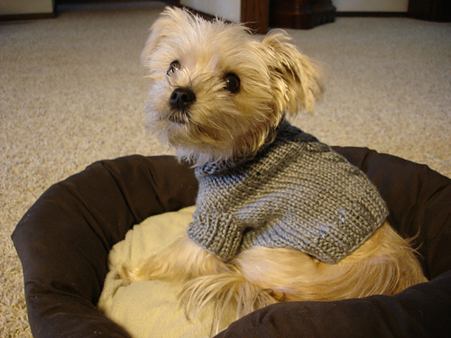 Single Cable Small Dog Sweater pattern 