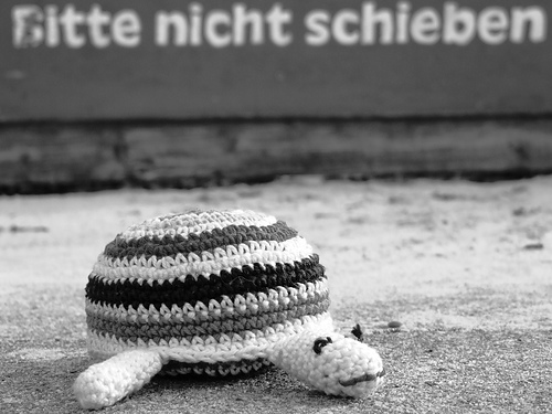 Schildkröte