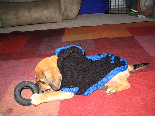 Hoodie Dog Coat photo 5