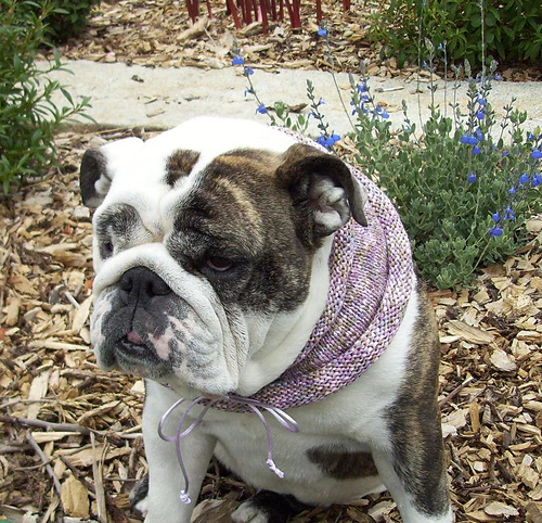 Mt Lake Park Dog Neck Warmer photo 3