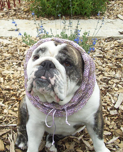 Mt Lake Park Dog Neck Warmer photo 1