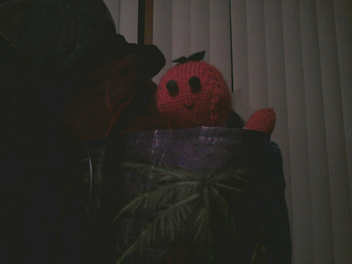 Percy the Persimmon photo 2