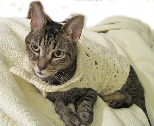 Cat Couture Wrap