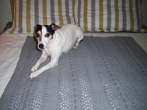 CRISSY FIELD AFGHAN