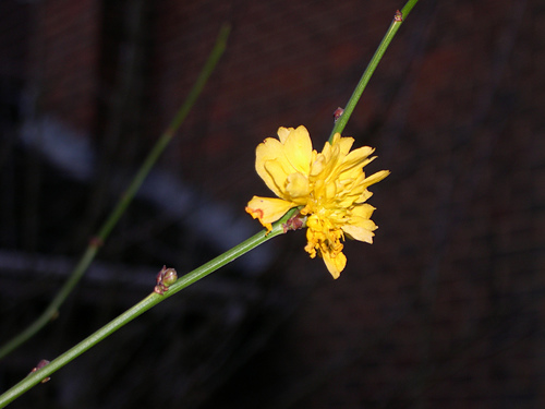 Batchelor's Buttons flowers photo 2