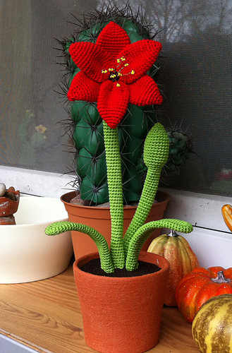 Amaryllis photo 1