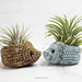 Hedgehog Planter pattern 