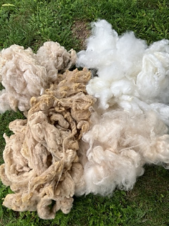 left: undyed vs dyed CA red
right: undyed vs dyed BL (pelargonium leaves)