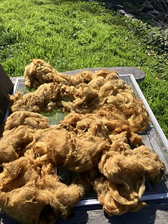 dyed with oxalis pes caprae--the gardener's scourge!