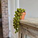 String of Pearls Plant pattern 