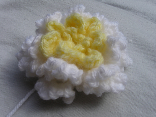 Chrysanthemum Flower photo 4