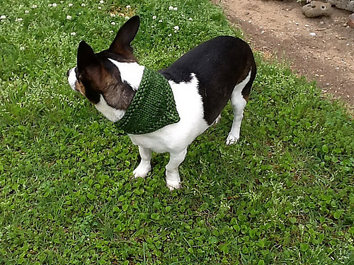 Pote-bandana - Leah Oakley