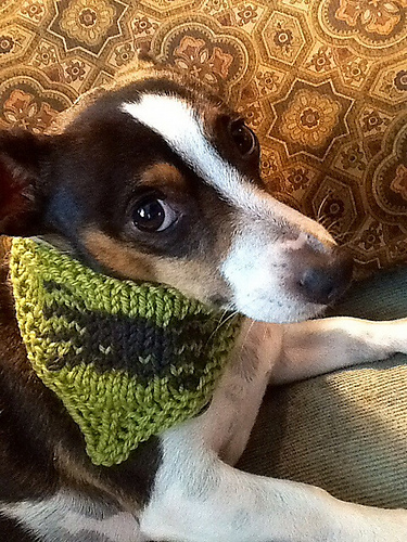 Pote-bandana - Leah Oakley