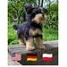 Dog Yorkshire Terrier pattern 