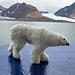 Polar bear pattern