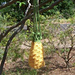 Pineapple Bag pattern 