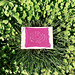 Warda pattern 