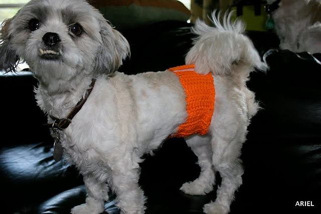 crochet dog diaper