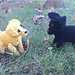 Knitted Labrador Puppy pattern 