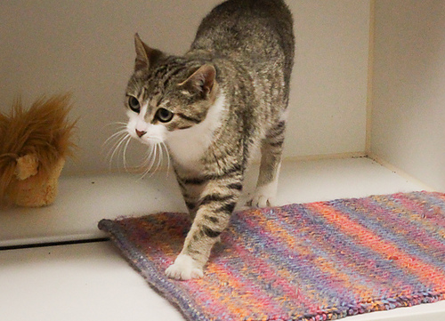 Gimme Shelter Kattepledd - AudKnits