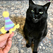 Birthday Hat Cat Toy pattern