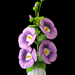 Crochet Hollyhocks flowers pattern 