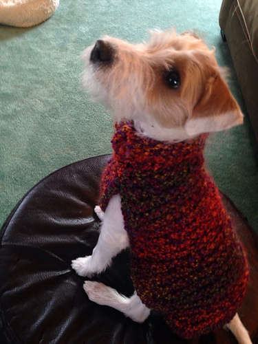 The Poet Dog Sweater photo 5