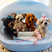 Chihuahua Dachshund YorkshireTerrier Bichon pattern 