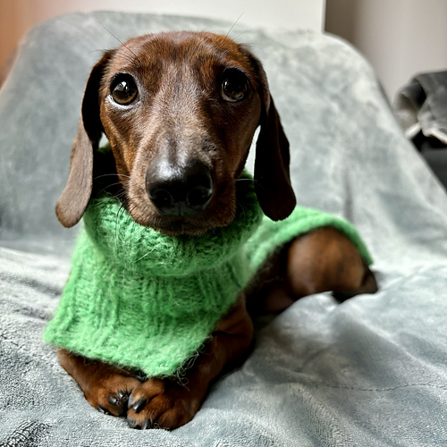 Make It Green Dog Cowl photo 3