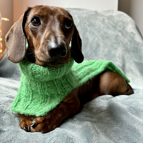 Make It Green Dog Cowl photo 5