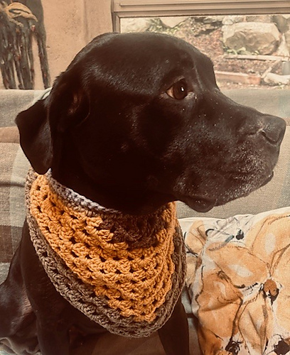 Bruno's Bandana