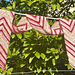 Cœur de teinturière pattern