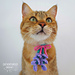 Lavender of Provence Cat Necktie photo 2
