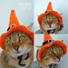 Tabitha Witch's Cat Hat photo 3