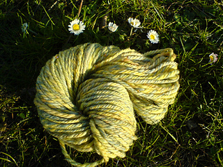 Yellow Crocus