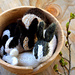 Henry's Bunny photo 3