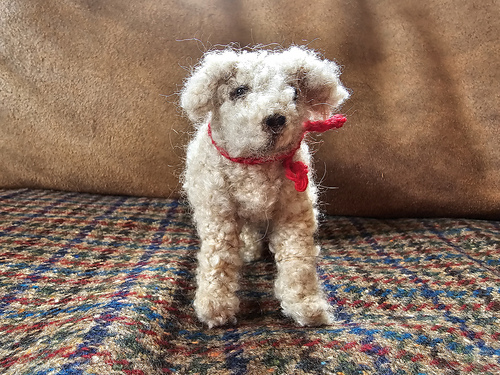 Labradoodle Bella