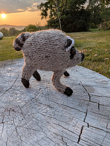 Jimothy the Seattle Raccoon