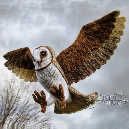 Barn Owl