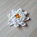 Water Lily Flower pattern 