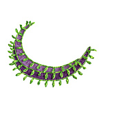 sub